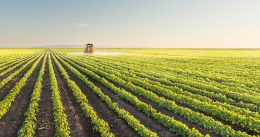 O que é Agricultura de precisão e por que utilizá-la em seu agronegócio?